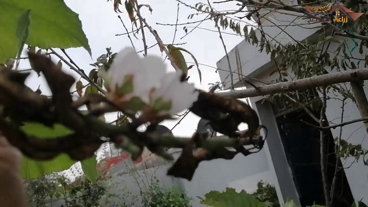 زراعة الاسطح 038_21  -  جولة في سطح المنزل و تأثير التغيرات المناخية على الاشجار المتساقطة الاوراق