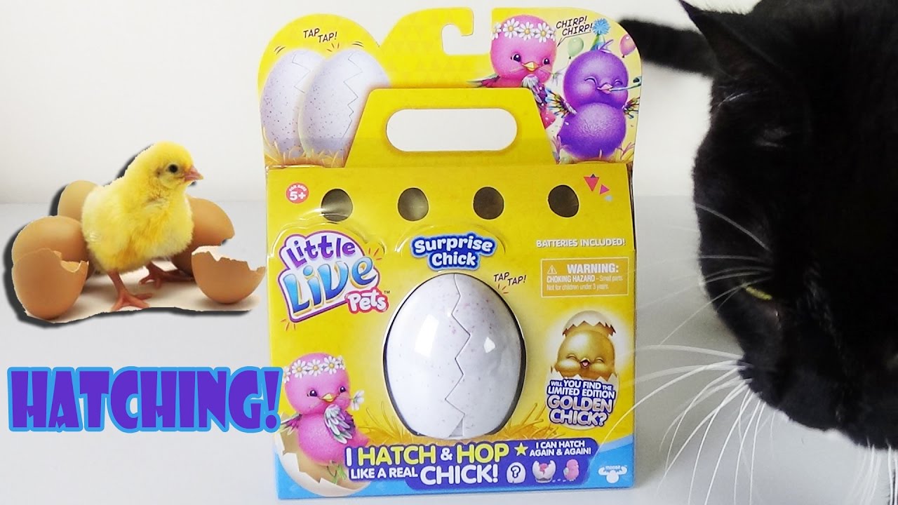Little Live Pets Surprise Chick Egg Hatching | Birdew Reviews