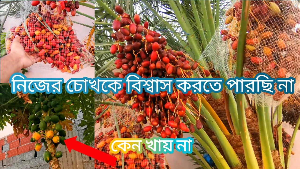 নিজের চোখকে বিশ্বাস করতে পারছি না I Can't Believe My Eyes. August 10/2021