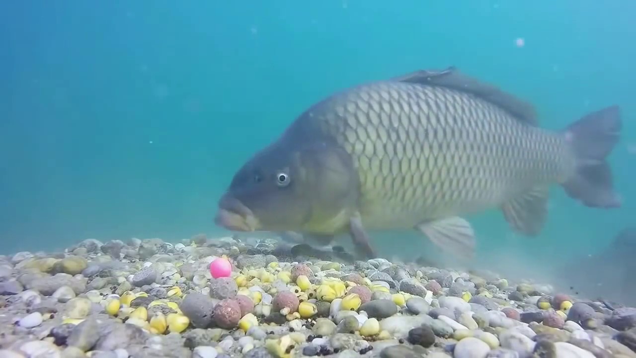 Gopro Hero ile Çekimlenmiş Sazan Avı