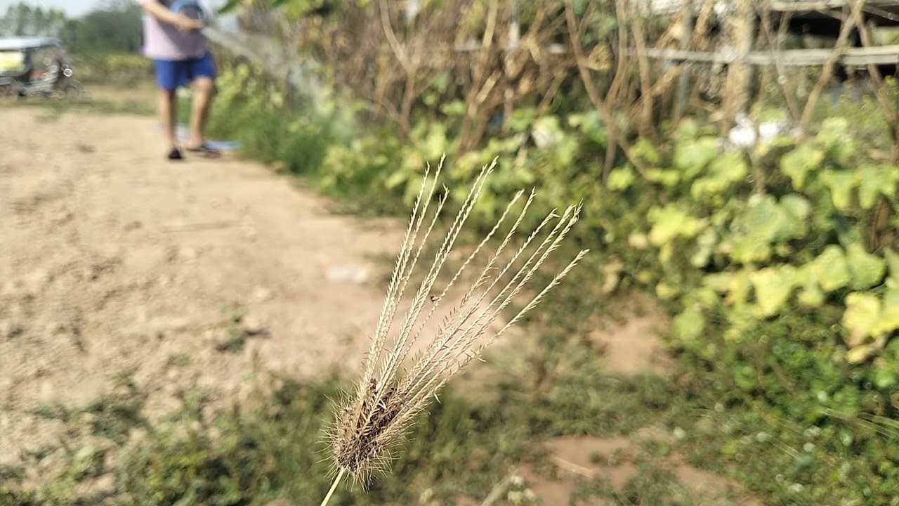📷ข่อยโฟกัสดอกหญ้าเสย😆😂😅รดน้ำบักแตงกวา ผักต่างๆ🥬🥒🥦#บ่าวต้นคนไทบ้าน 