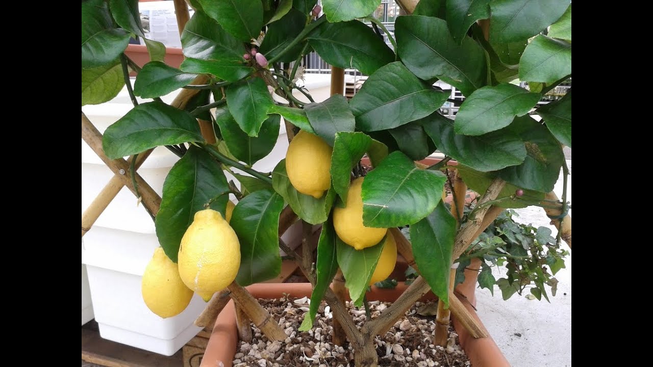 Presajanje citrusa (limone)