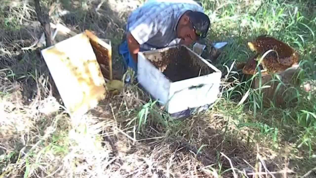 Exposed Bee Hive Removal at job site by Luis Slayton of Bee Strong Honey and Bee Removal part 7