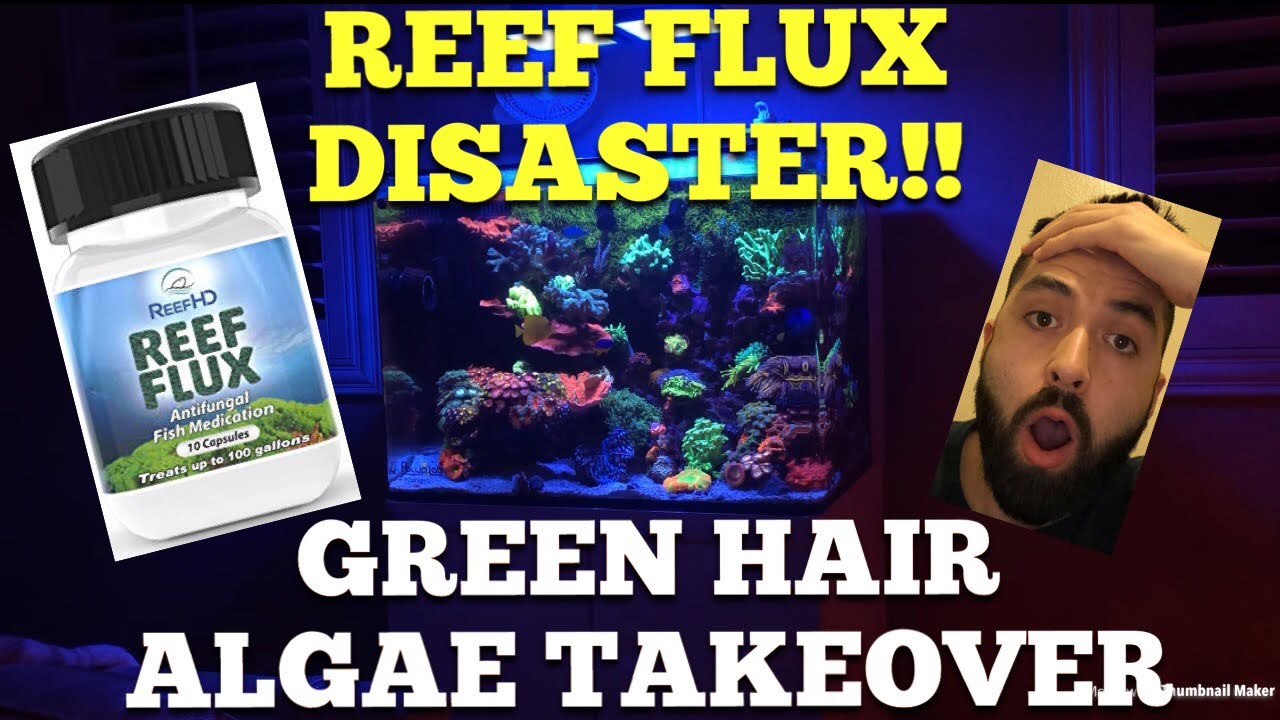 Green Hair Algae Disaster (REEF FLUX)