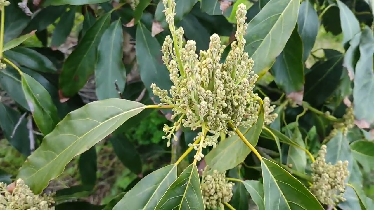 Cuando FLORECE el AGUACATE en ESPAÑA 🥑