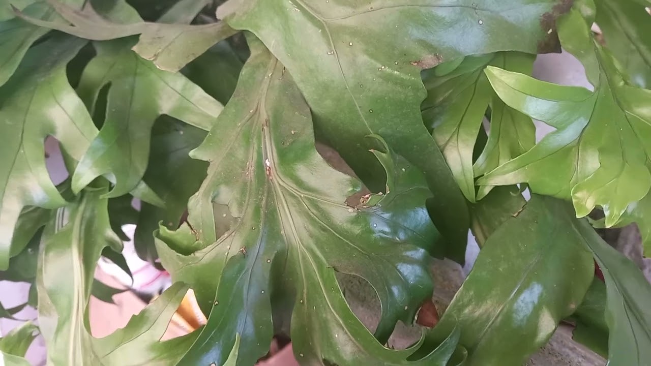 #samambaia #samambaias #cifredealce