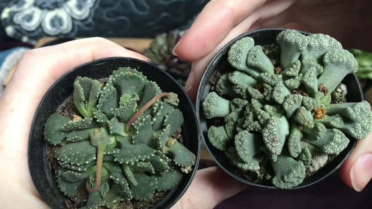Surprise Plant Gifts And A Thank You!!!  🤭🎉🤗