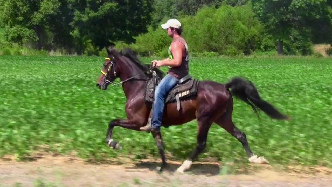 Speed Racking Single Footing Stallion JD's Casanova - Jacob Parks Horsemanship