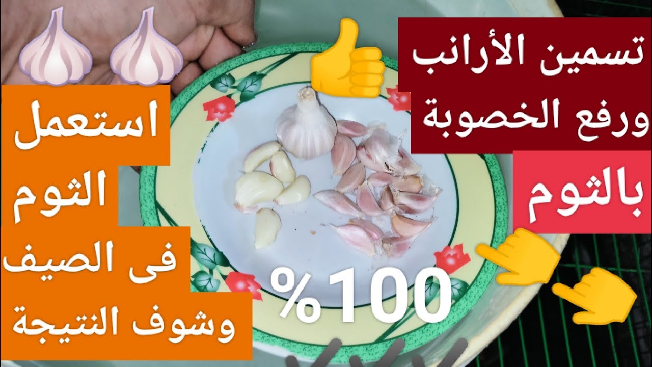تسمين الأرانب ورفع الخصوبة بالثوم 🧄🧄 استعمل الثوم في الصيف وشوف المفاجأة بنفسك 👍👍