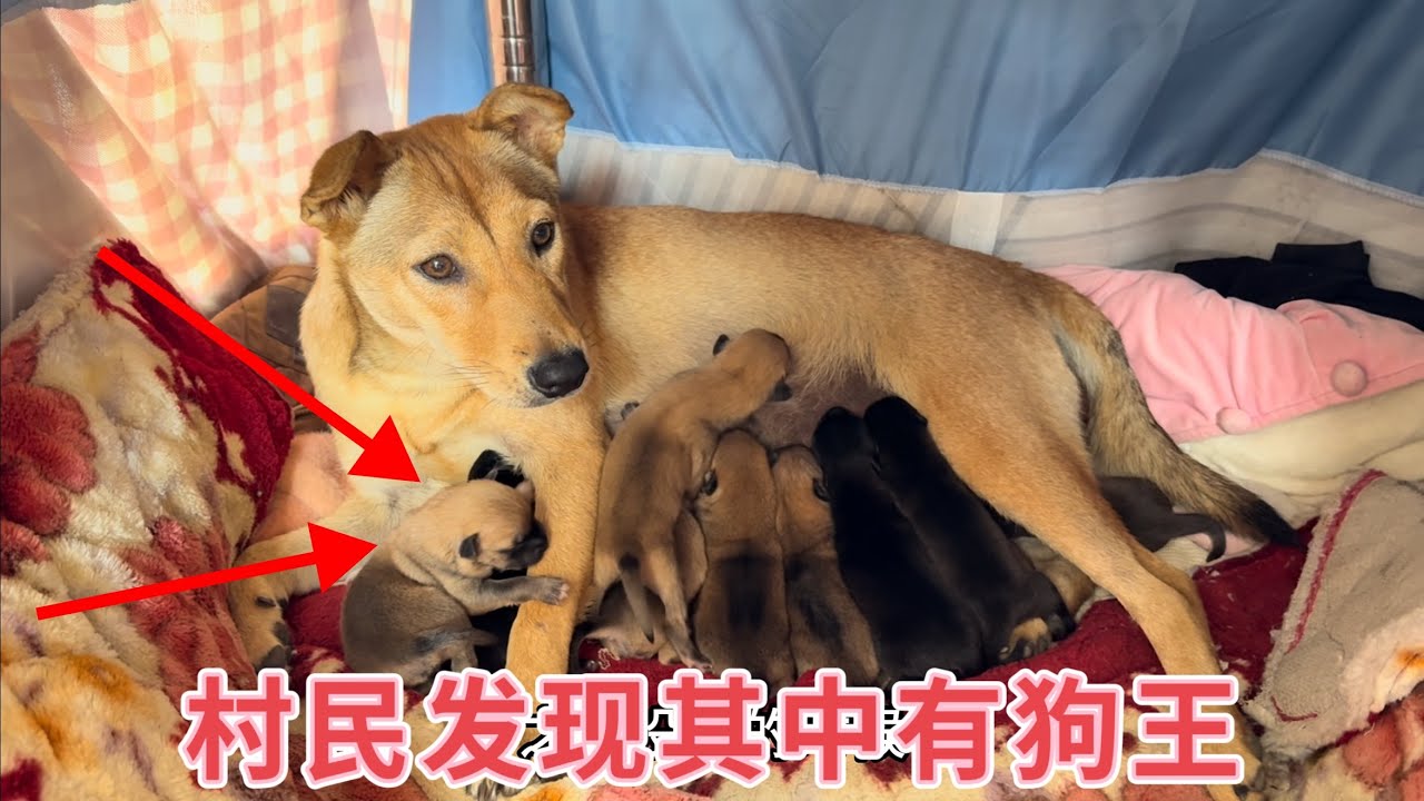 田园犬一夜之间产下11只小狗，身强体壮又可爱，看看是公的多还是母的多，村民发现其中有狗王！