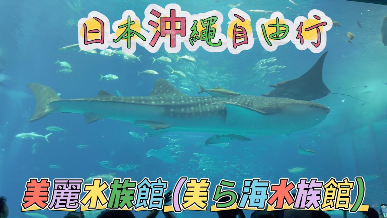 日本沖繩自由行美麗水族館 美ら海水族館 #日本 #沖繩自由行 #美麗水族館 #美ら海水族館