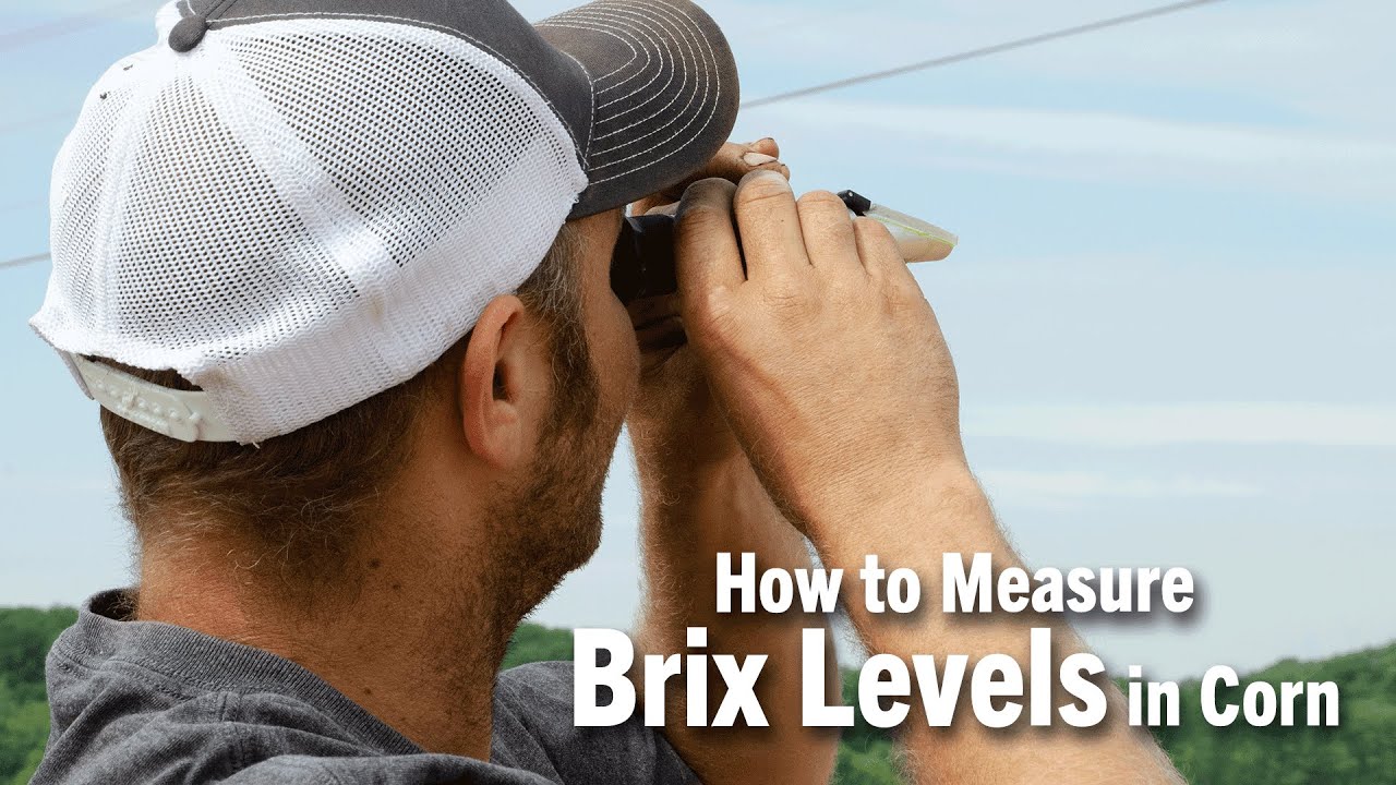 How to Measure Brix Levels in Corn