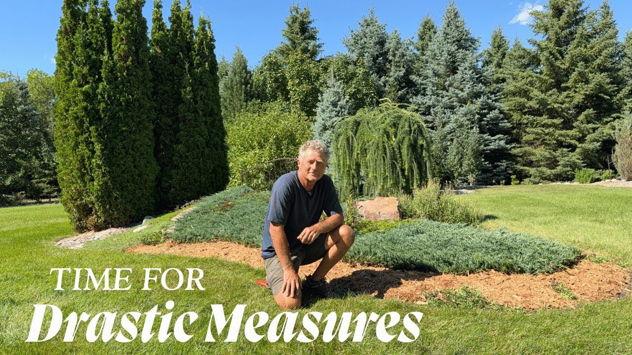 Pruning Back A Ground Cover Juniper Invading The Grass