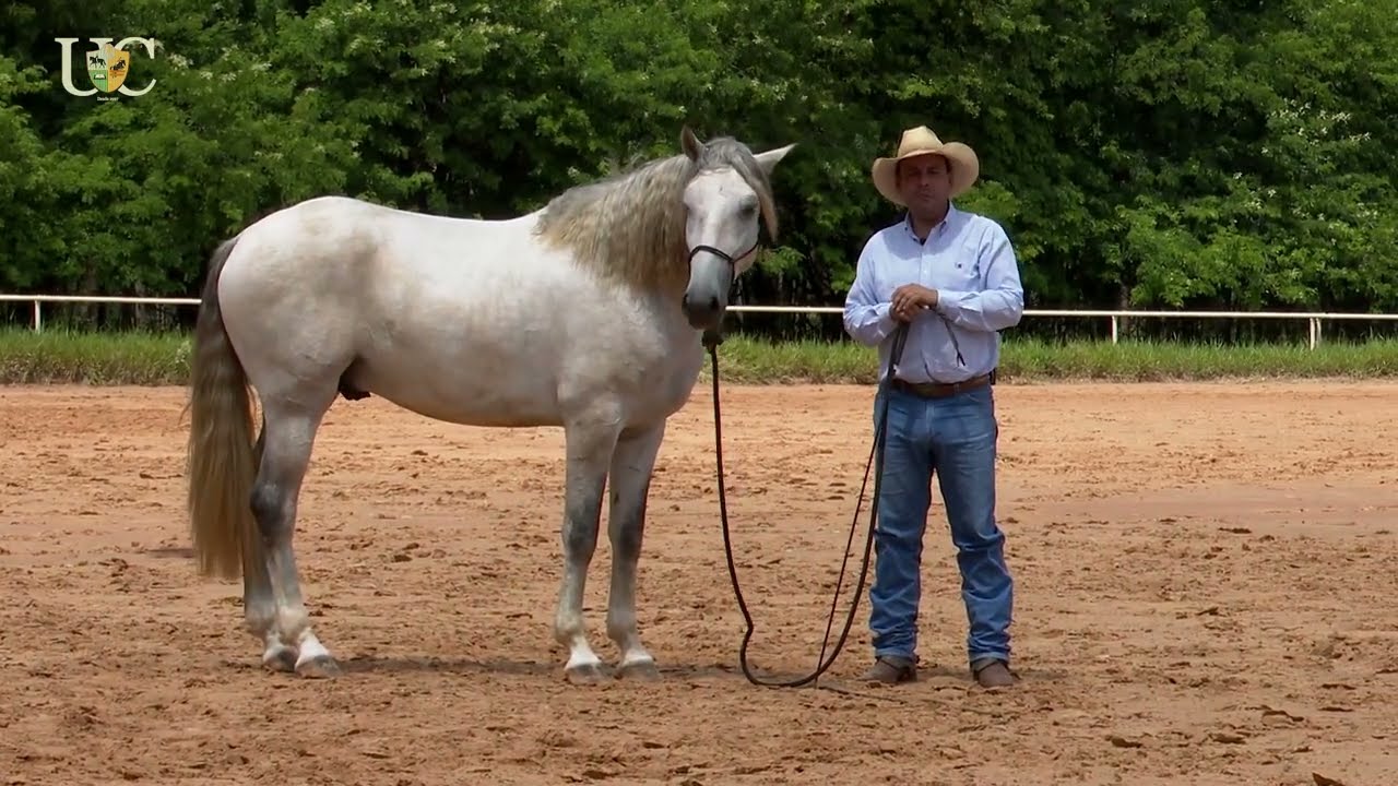 Como muscular o dorso do seu cavalo