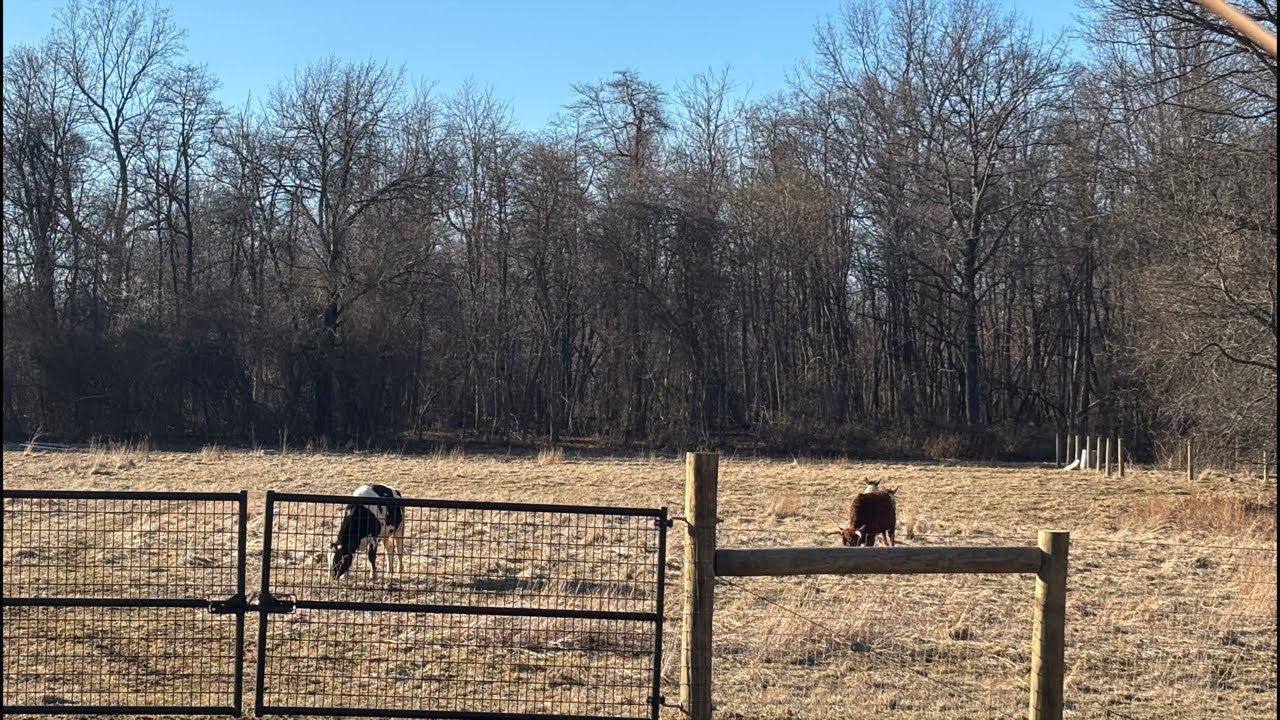Meet our new short term visitor at What If Acres