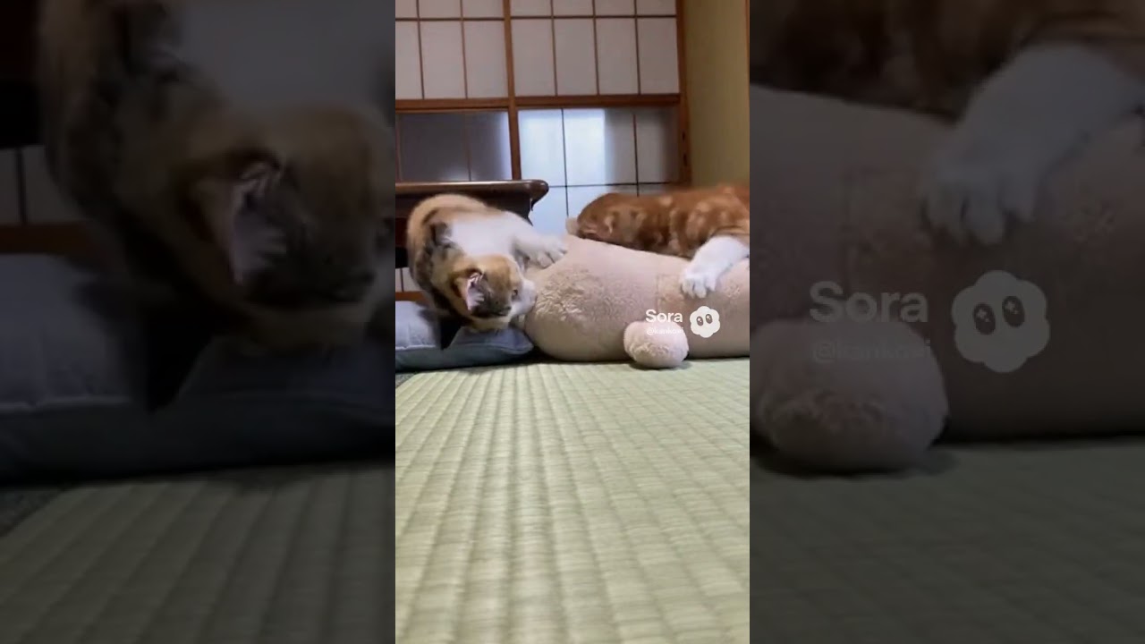 That Toy Is in Serious Danger 😬🧸🐱🐱 