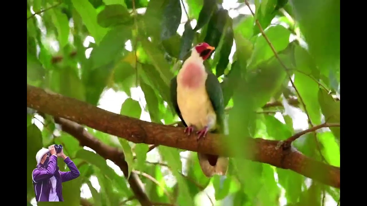 510. Jambu fruit Dove
