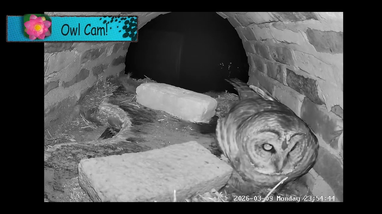 Owl Cam Night 6 recap