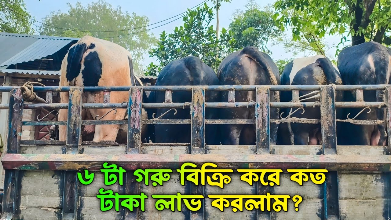 আরো ৬ টা গরু বিক্রয় করে দিলাম আলহামদুলিল্লাহ।