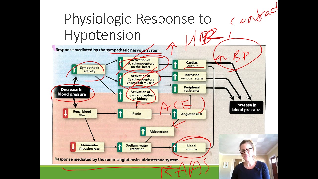 Pharmacology For PA Students: Hypertension Part 1