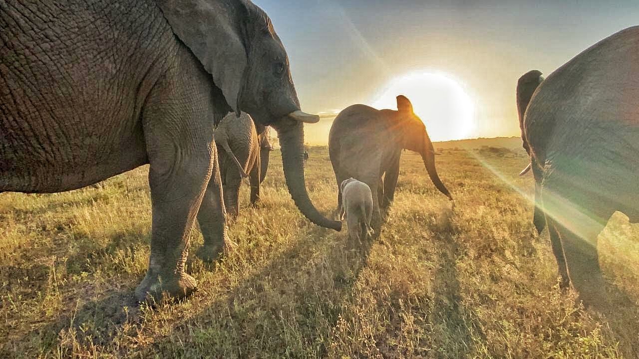 Khanyisa's first walk with the Jabulani Herd