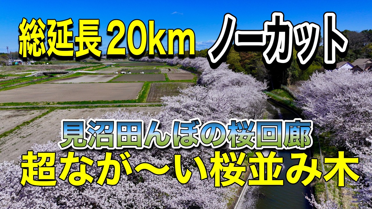 埼玉県さいたま市 総延長20km！ノーカット版「見沼田んぼの桜回廊」ドローン男子空撮