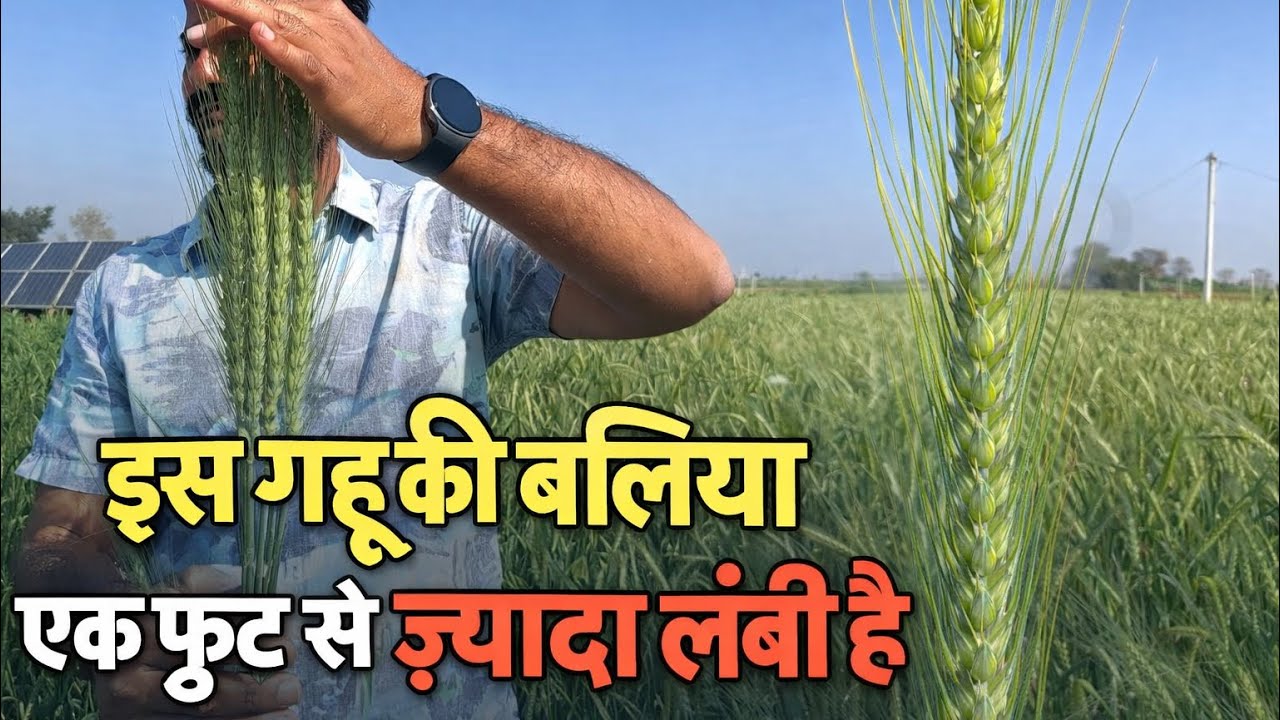 खेत में निकली एक फुट लंबी गेहूं की बलिया | किसान भी हैरान #farming #agriculture #viral 