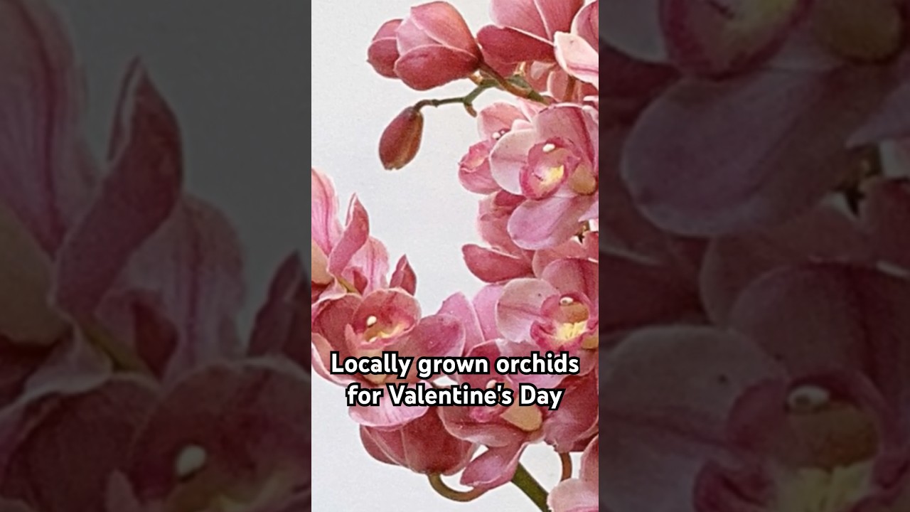 Locally grown orchids in Maryland for Valentine's Day! #flowers #localflowers