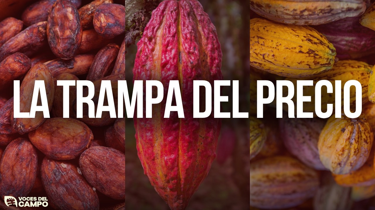 El Cacao Se Acabó Y Los Precios Explotan 🍫