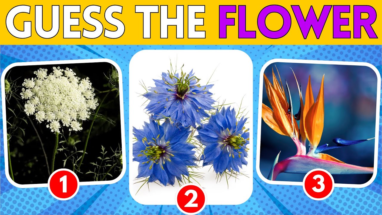 Flower Identification Quiz | Test Your Botanical Knowledge!