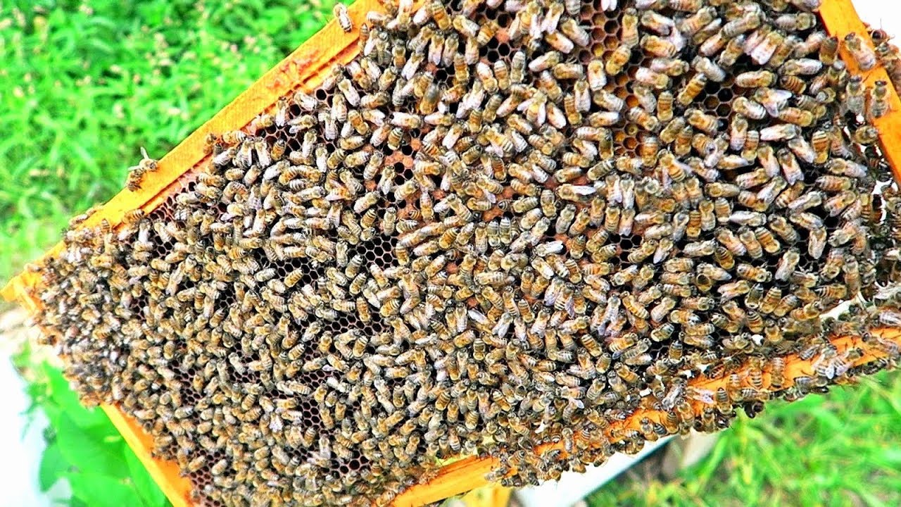 Сбор мёда завершён. Что дальше?