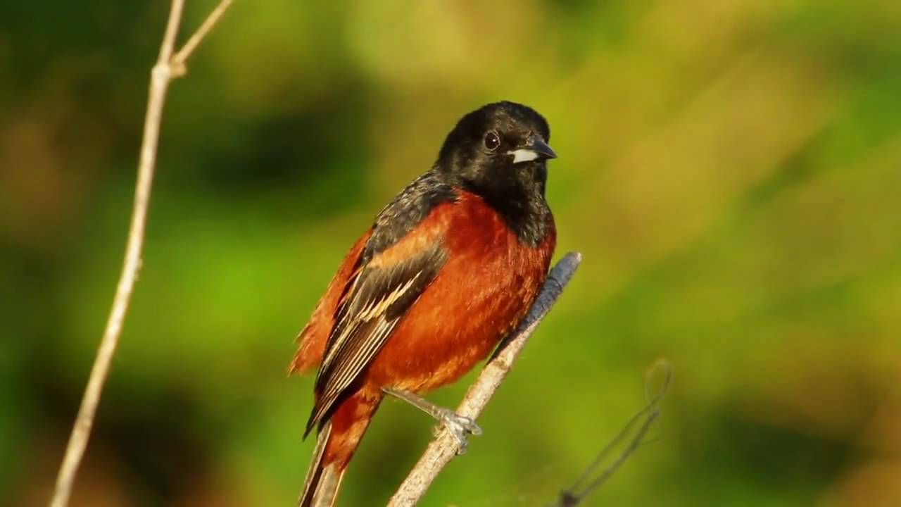Orchard Oriole 2
