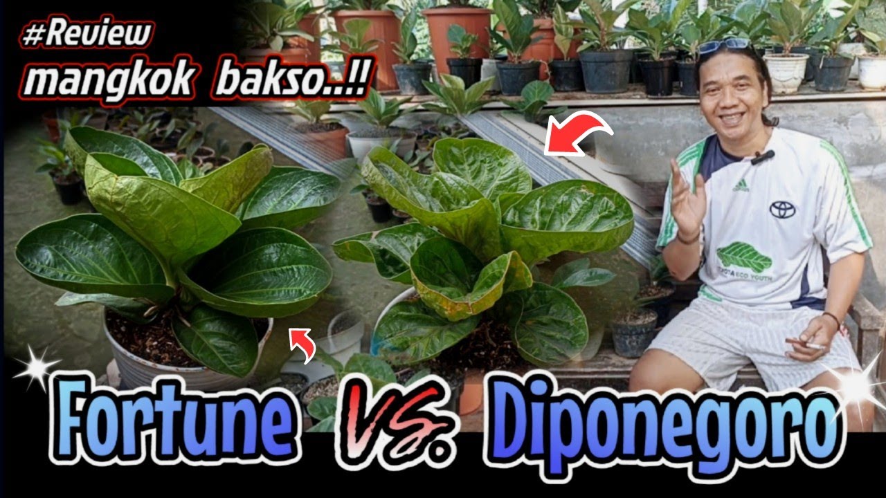 LEBIH DEKAT DENGAN JEMANI MANGKOK FORTUNE DAN MANGKOK DIPONEGORO | REVIEW ANTHURIUM JEMANI