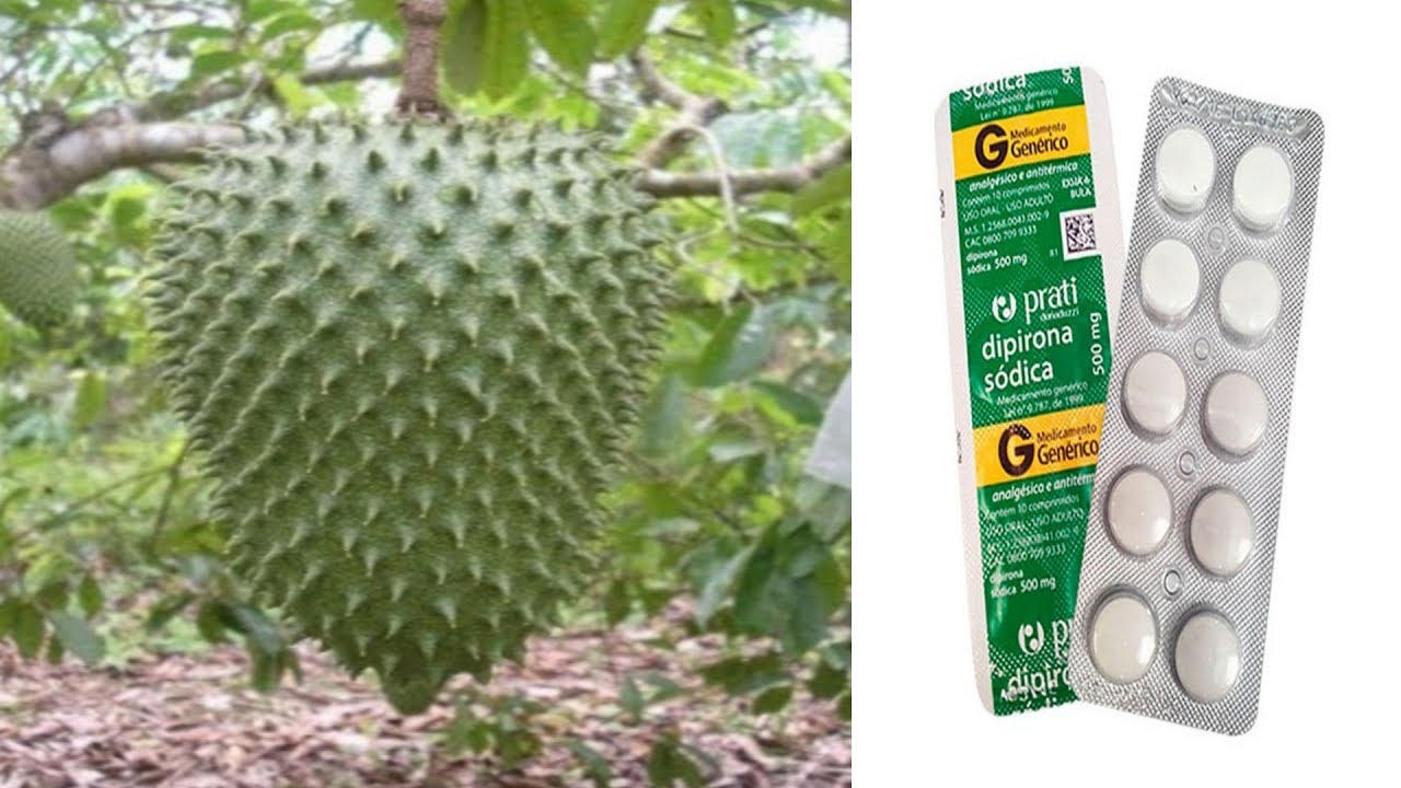 COMO ENRAIZAR UM GALHO GRAVIOLA COM COMPRIMIDO DIPIRONA INCRÍVEl!