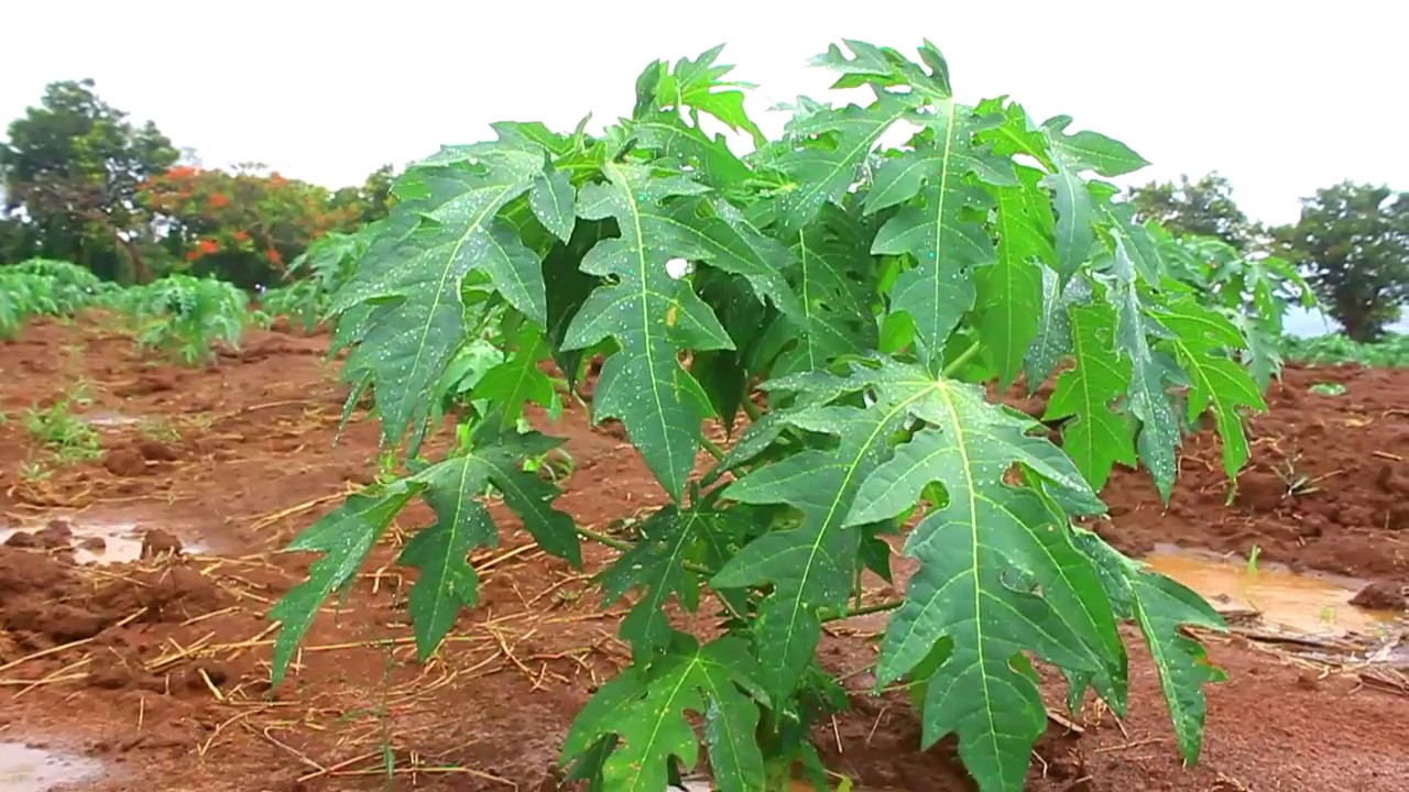 MBEGU YA KISASA YA MAPAPAI (MALKIA)