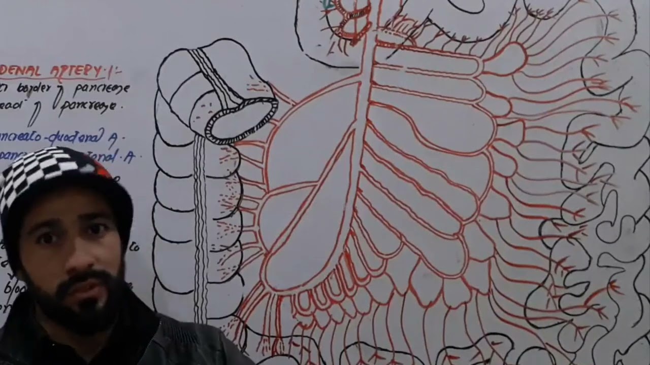 51 superior mesenteric artery | Branches | Blood supply of intestines