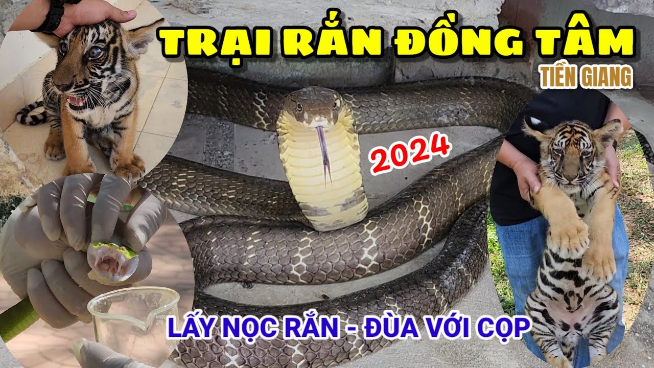 Đến TRẠI RẮN ĐỒNG TÂM xem cảnh lấy nọc RẮN và chơi đùa cùng với CỌP | Dong Tam Snake Farm