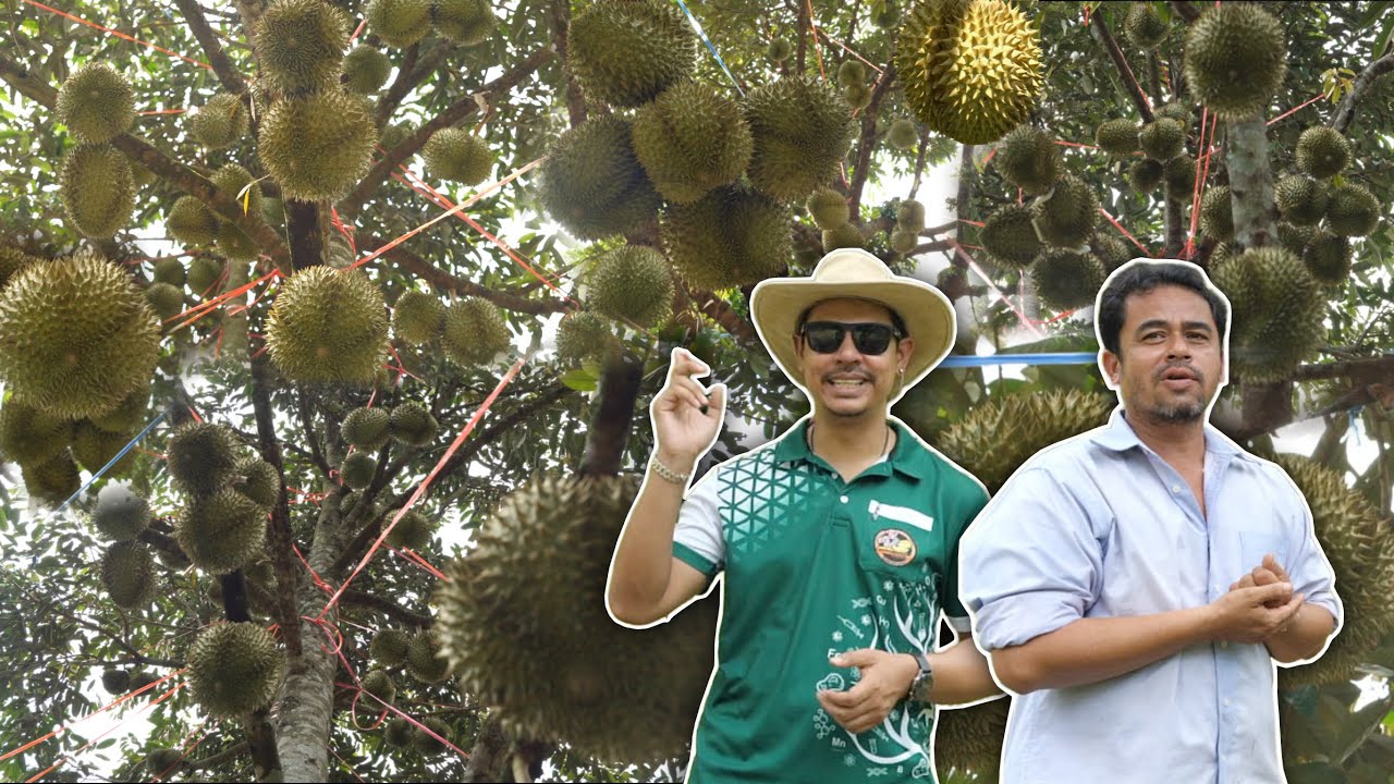 ทุเรียนใต้ “ลูกดก เบ่งพู หนามเขียว” | ลงทุน 7-8 หมื่น แต่ได้กลับมาแน่ๆหลักล้าน