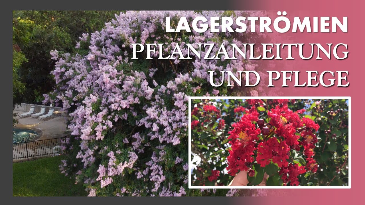 Die Lagerströmie🌳🌺🌳 Ein Baum mit großartigen Farben, der auch noch Trockenheit aushält!
