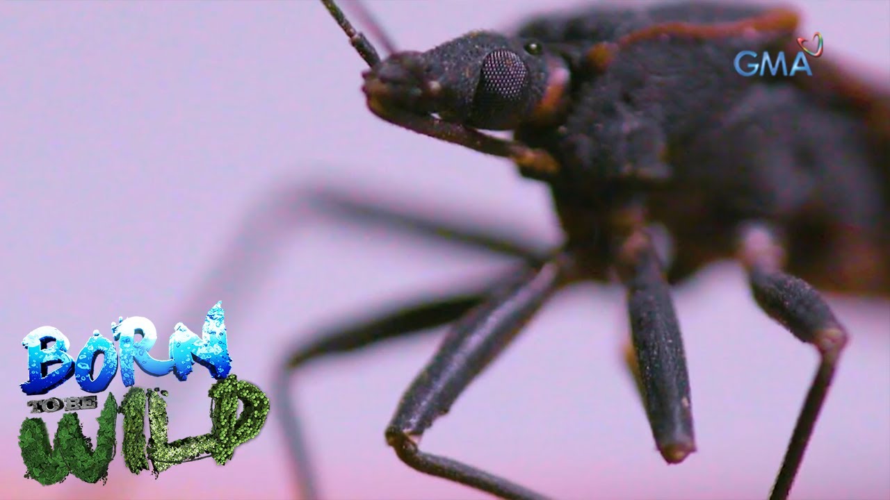 The dangerous kiss of a kissing bug | Born to be Wild
