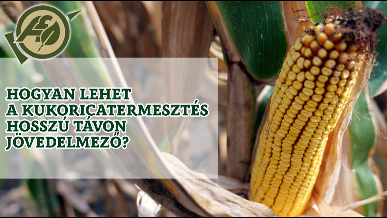 Hogyan lehet a kukoricatermesztés hosszú távon jövedelmező?