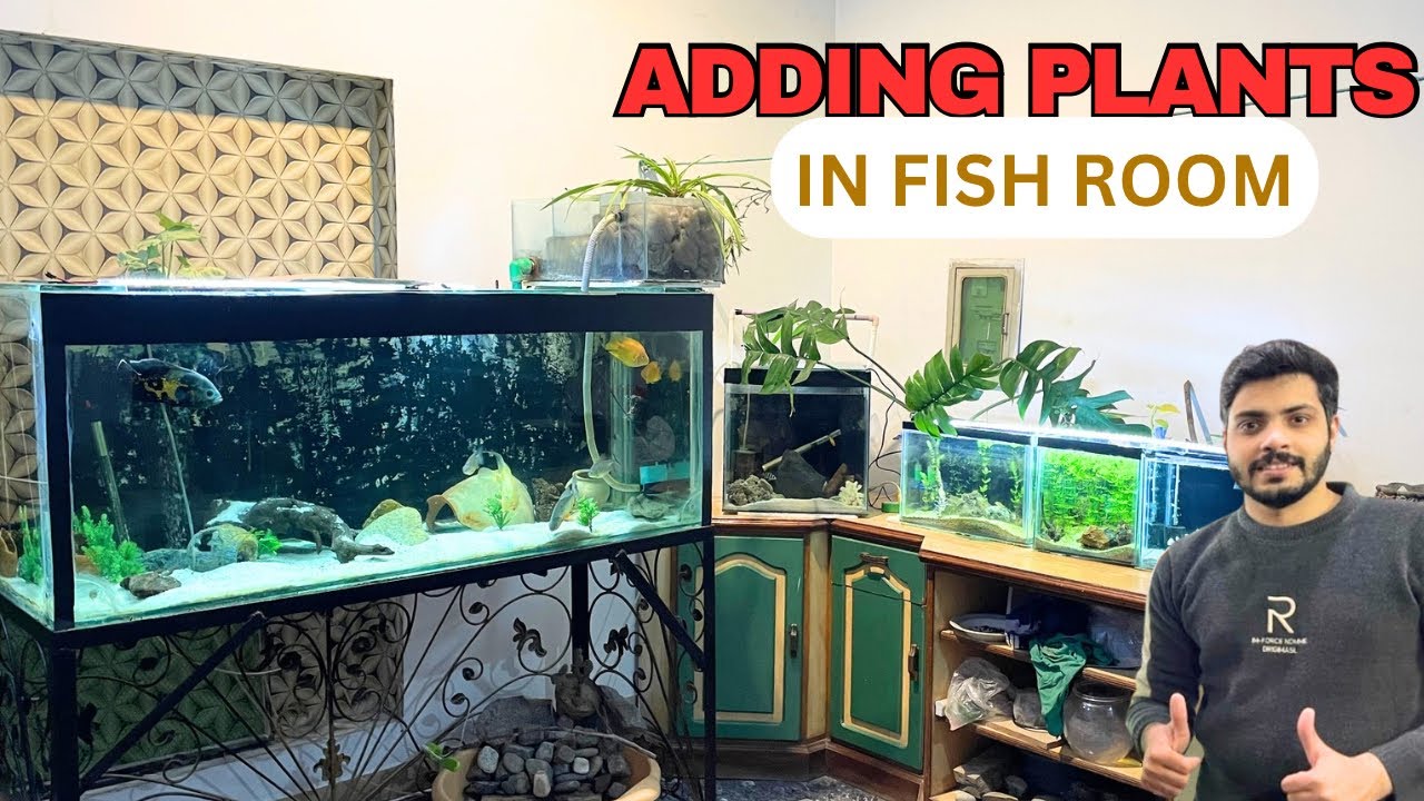 Adding Live Plants in My Fish Room 🌿 | Fish Room Upgrade 😍