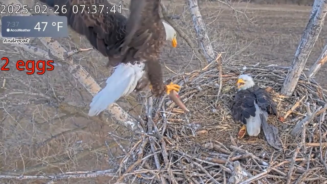 Kansas Eagles 2-26-25.  Harvey Reports Early, Rests with Ellie, Then Brings an ABC Fish for Ellie!