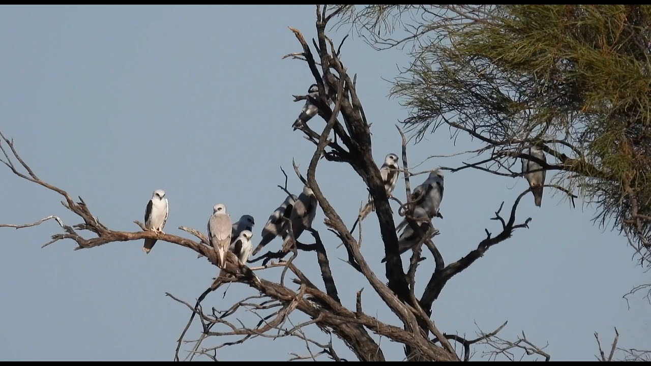 Birding Western Queensland; Australia.
