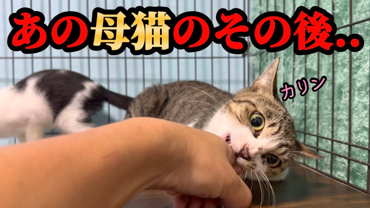 【手】を拒否し続けた母猫が里親さん宅で激変しています
