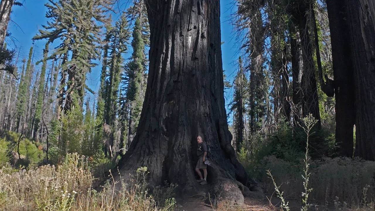 Hike To Giant Ancient Redwood Trees - Big Basin State Park