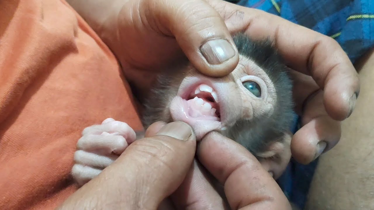 The condition of this abandoned baby monkey is getting better day by day.