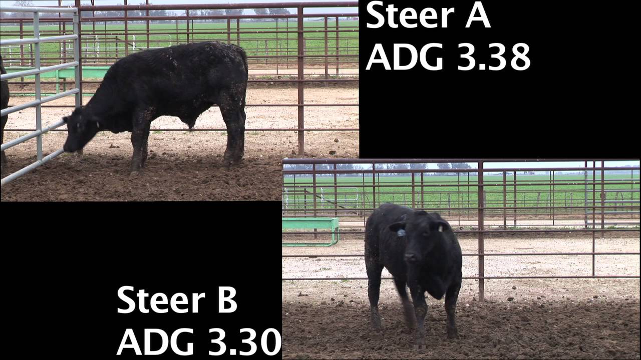 Information on Residual Feed Intake in Beef Cattle