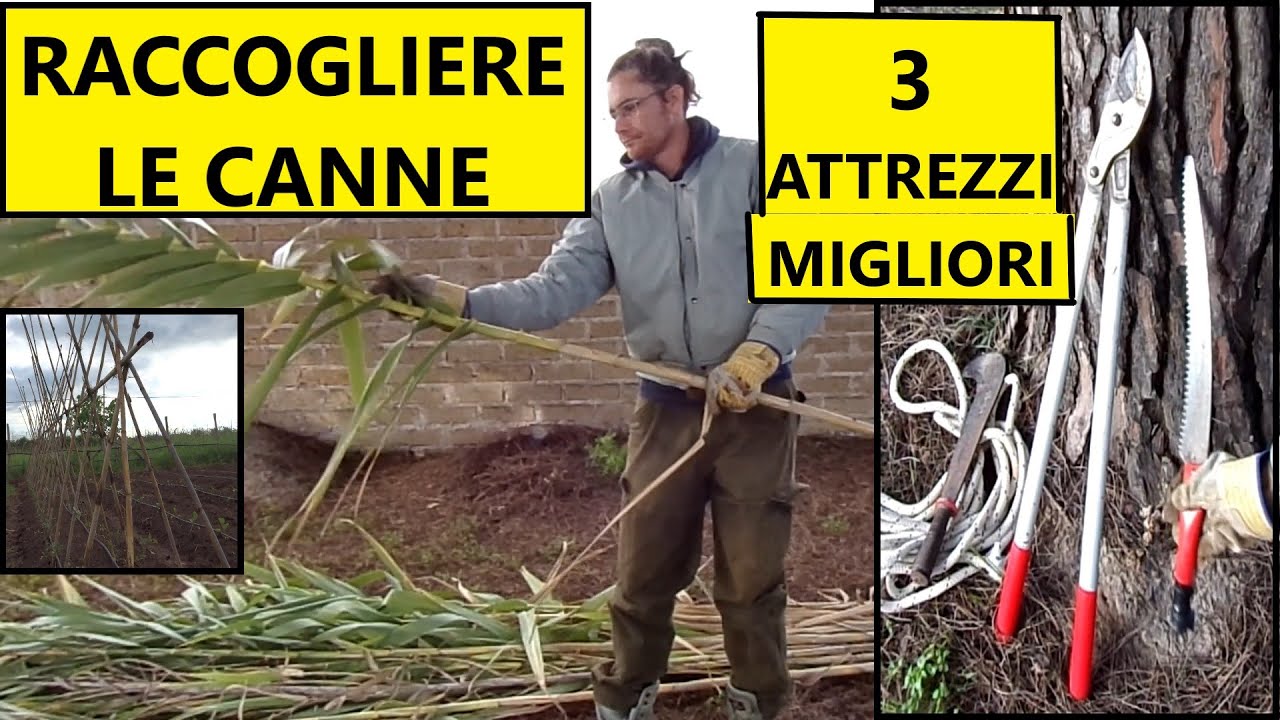 Come raccogliere canne per costruire la struttura dei pomodori in primavera | Tutorial agricoltura