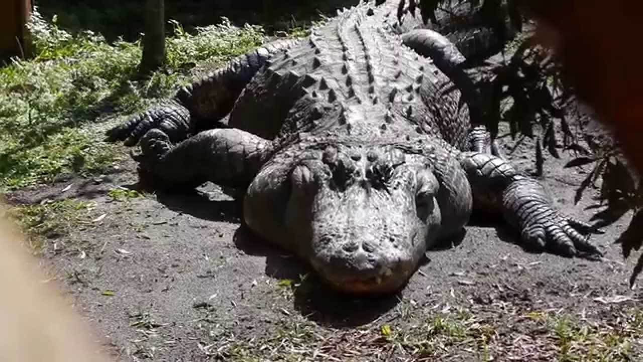 Gatorland in Kissimmee, Florida - The Alligator Capital of the World